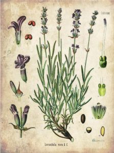 herbal medicine lavender